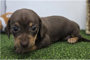 Dina - Chiweenie for sale