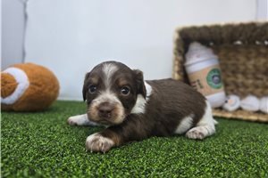 Dawson - Chiweenie for sale