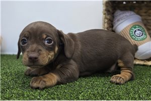 Delaney - Chiweenie for sale