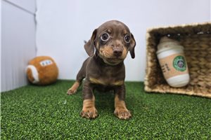 Delaney - Chiweenie for sale