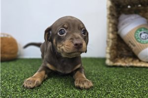Delaney - Chiweenie for sale