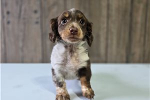 Dawson - Chiweenie for sale