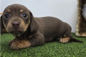 Dina - Chiweenie for sale