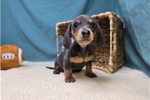 Armin - Dachshund, Mini for sale