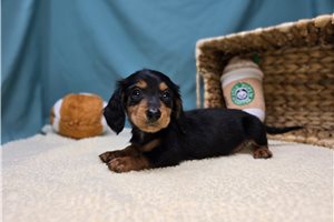 Bruna - puppy for sale