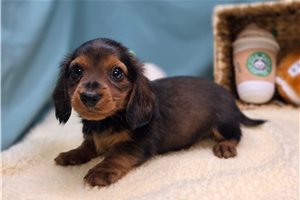 Remington - Dachshund, Mini for sale
