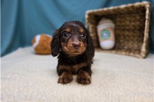 Blake - puppy for sale