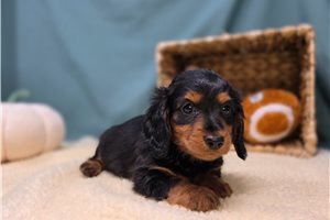 Virginia - Dachshund, Mini for sale