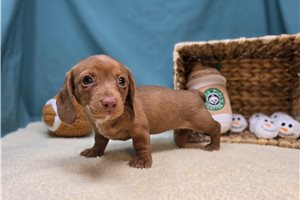 Flora - Dachshund, Mini for sale