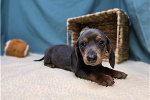 Annabell - Dachshund, Mini for sale