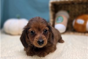 Rita - puppy for sale