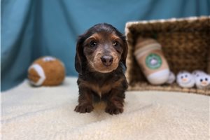 Francine - Dachshund, Mini for sale