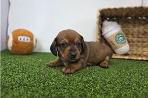 Foxy - Dachshund, Tweenie for sale