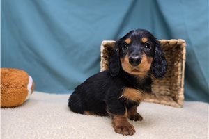 Blaine - Dachshund for sale