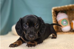 Gina - Dachshund for sale