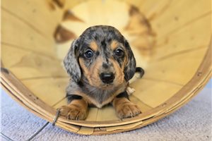 Ruger - Dachshund for sale