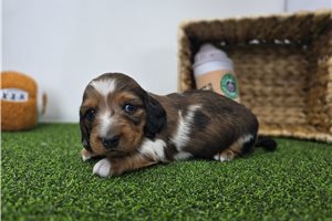 Frost - Dachshund, Tweenie for sale