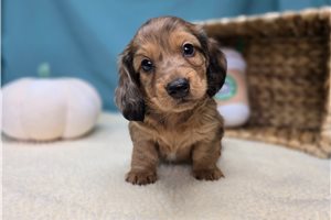Greg - Dachshund for sale