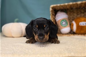 Gavin - Dachshund for sale