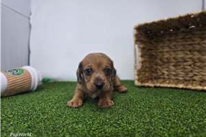 Cameron - Dachshund, Tweenie for sale