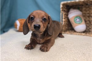 Ginger - Dachshund for sale