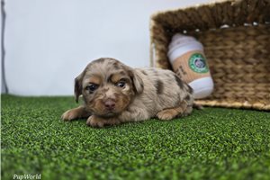 August - puppy for sale