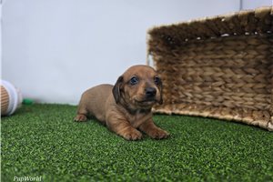 Charlotte - puppy for sale