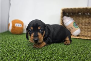 Faith - puppy for sale