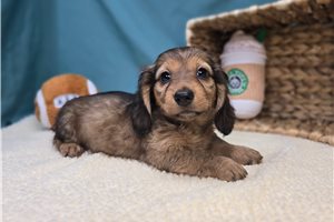 Gidget - Dachshund for sale