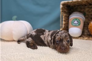 Gypsy - Dachshund for sale
