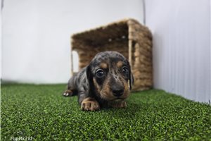 Caleb - puppy for sale