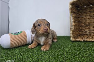 Cooper - Dachshund, Tweenie for sale