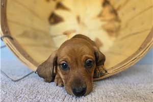 Rhodes - puppy for sale