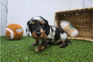 Hudson - puppy for sale