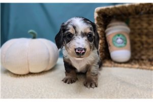 Felton - Dachshund for sale