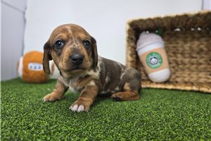 Figaro - puppy for sale