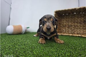 Carter - puppy for sale