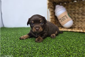 Alice - Dachshund, Tweenie for sale