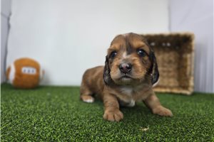 Finn - Dachshund, Tweenie for sale