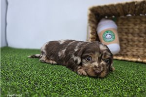 Aaron - puppy for sale