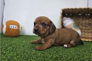 Finley - puppy for sale