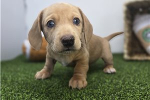 Abigail - Dachshund, Tweenie for sale