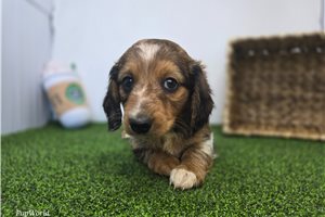 Frost - Dachshund, Tweenie for sale