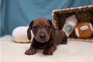 Ennis - puppy for sale