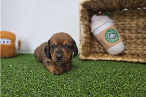 Foxy - Dachshund, Tweenie for sale