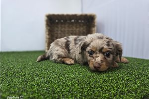 August - Dachshund, Tweenie for sale