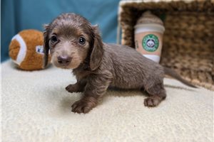 Faith - puppy for sale