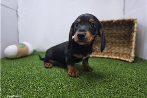 Hunter - puppy for sale