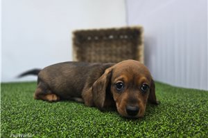 Foxy - Dachshund, Tweenie for sale