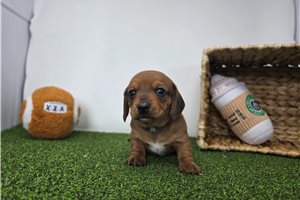 Finley - Dachshund, Tweenie for sale